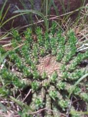 Euphorbia flanaganii
