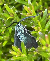 Pollanisus viridipulverulenta