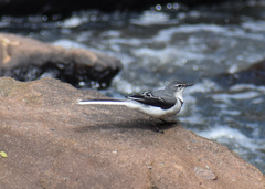 Motacilla clara