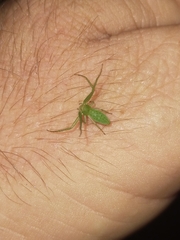 Cetratus rubropunctatus