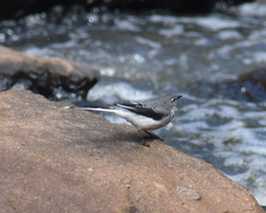 Motacilla clara