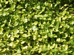 Hydrocotyle ranunculoides