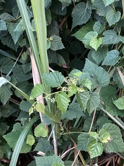 Ampelopsis glandulosa hancei