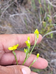 Senecio pubigerus