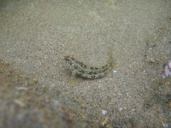 Malacoctenus tetranemus