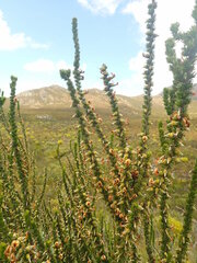 Aspalathus sceptrum-aureum