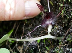 Corybas macranthus