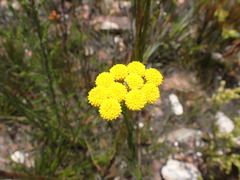 Athanasia linifolia