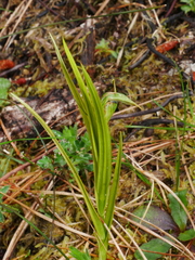 Pterostylis graminea