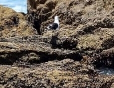 Larus dominicanus vetula