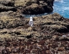 Larus dominicanus vetula