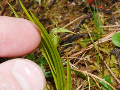 Pterostylis graminea