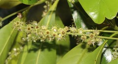 Terminalia microcarpa