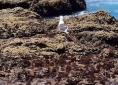 Larus dominicanus vetula