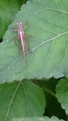 Conocephalus maculatus
