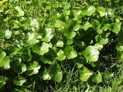 Hydrocotyle ranunculoides