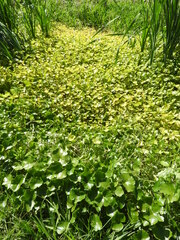 Hydrocotyle ranunculoides
