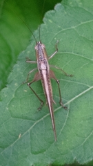 Conocephalus maculatus