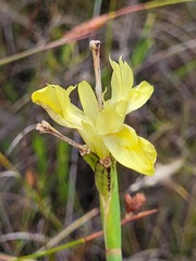 Moraea neglecta