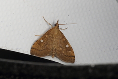 Mnesictena marmarina