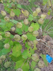 Hibiscus mutabilis