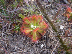 Drosera esterhuyseniae