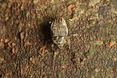 Psepholax