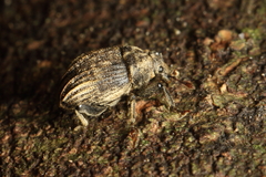 Psepholax