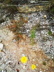 Ursinia paleacea