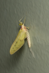 Ameletopsis perscitus