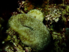 Lobactis scutaria