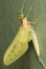 Ameletopsis perscitus