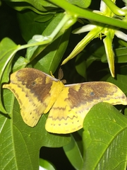 Syntherata janetta