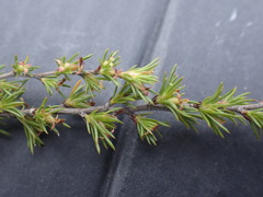 Cliffortia tuberculata