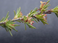 Cliffortia tuberculata