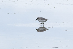 Anarhynchus frontalis