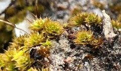 Rosulabryum