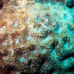 Acanthastrea