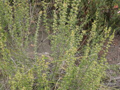 Cliffortia tuberculata