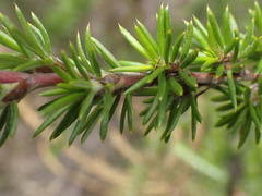Cliffortia stricta