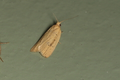 Clepsis leucaniana