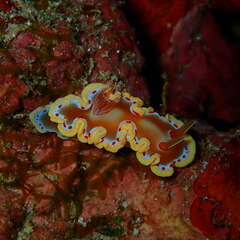 Ardeadoris cruenta