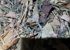 Camponotus nigriceps