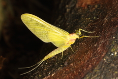 Ameletopsis perscitus