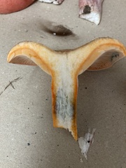 Lactarius semisanguifluus