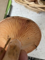 Lactarius semisanguifluus