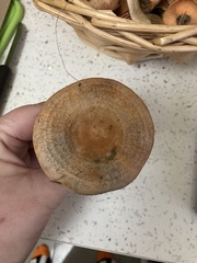 Lactarius semisanguifluus