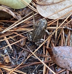 Anaxyrus terrestris