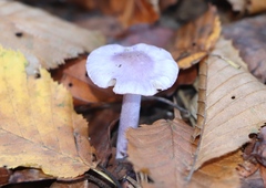 Inocybe lilacina