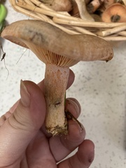 Lactarius semisanguifluus